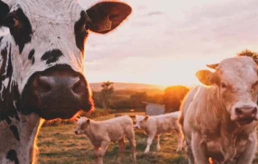 科技巨頭為什么不肯放過(guò)“豬牛羊”？